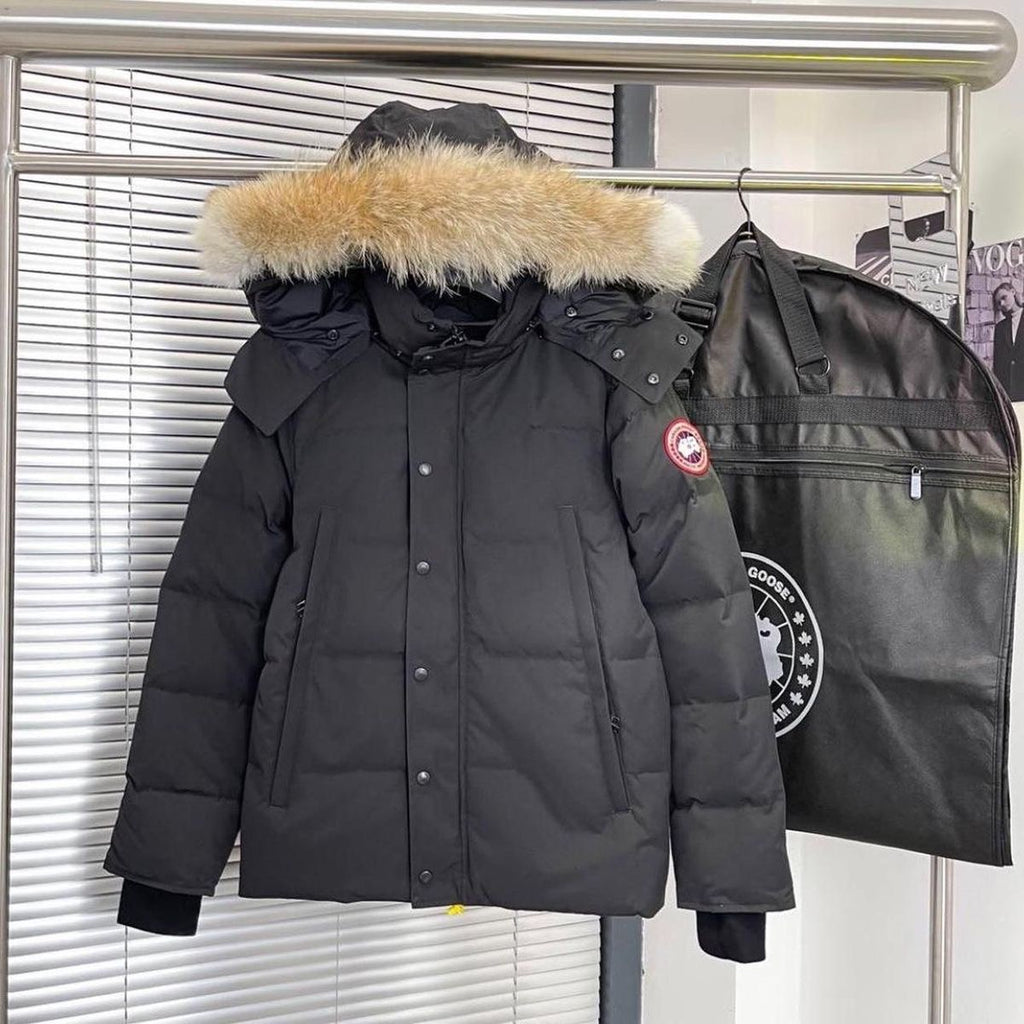 Canada goose