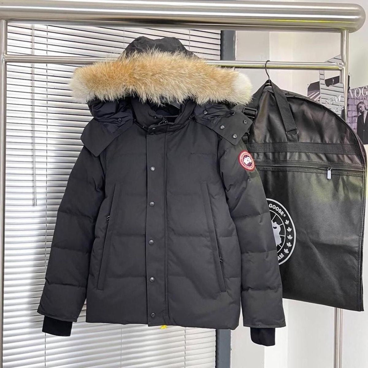 Canada goose
